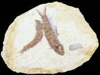 Multiple Knightia Fossil Fish - Wyoming #60886-1
